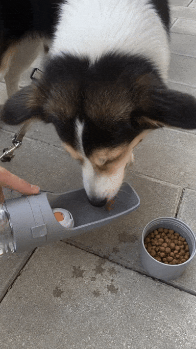 Adventure Dog Water Carrier
